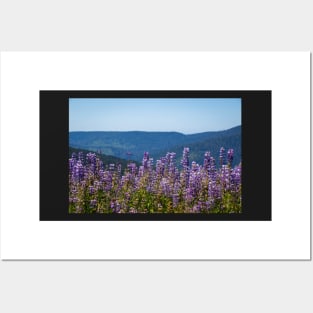 Lupine flowers and mountains Posters and Art